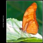 Dryas julia (The Flame)