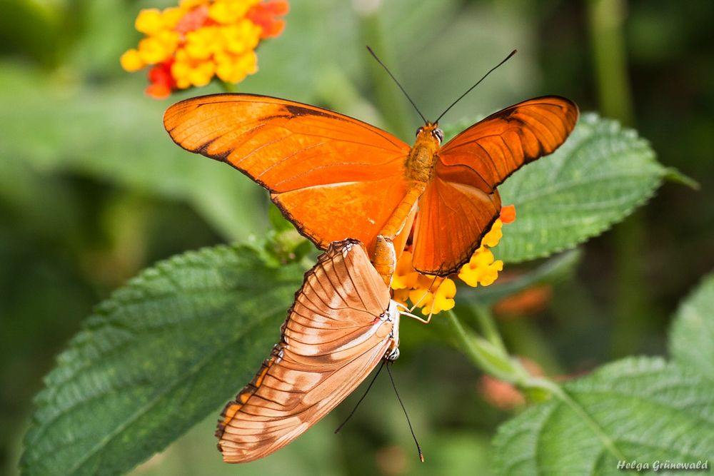 Dryas julia/Julia-Schmetterling bei der Paarung