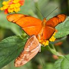 Dryas julia/Julia-Schmetterling bei der Paarung