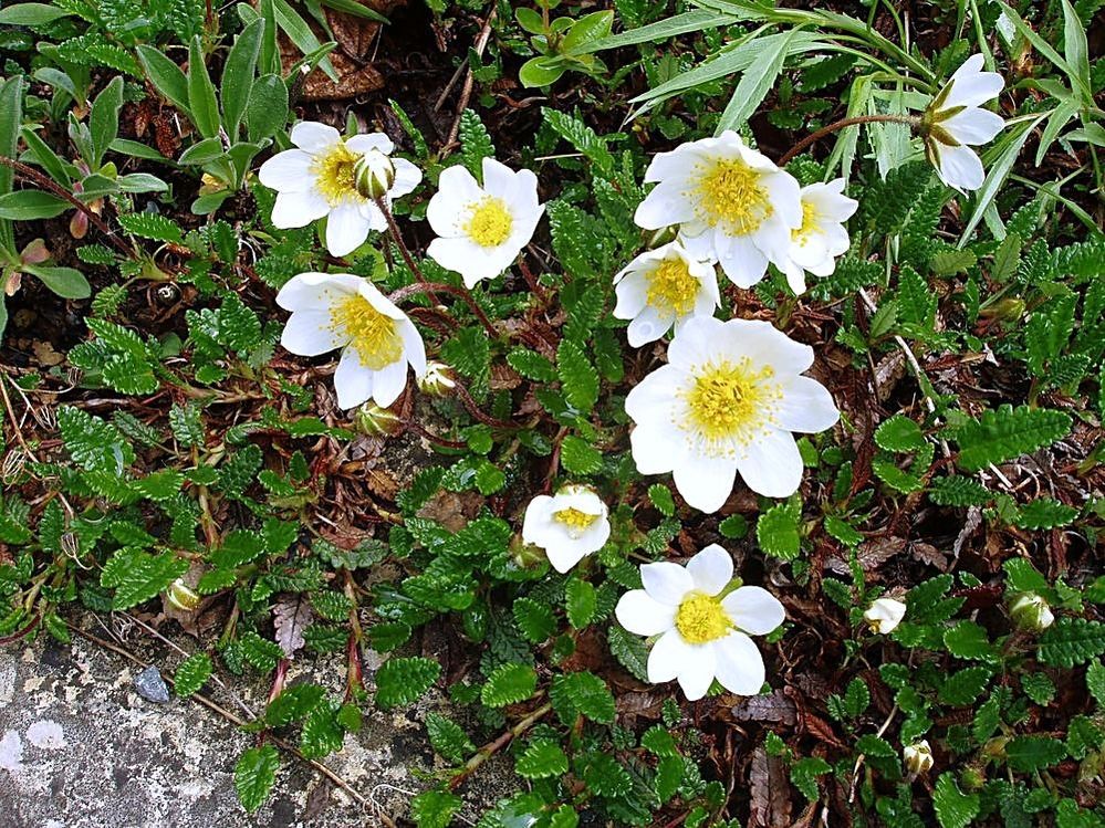 Dryas octopetala die Silberwurz