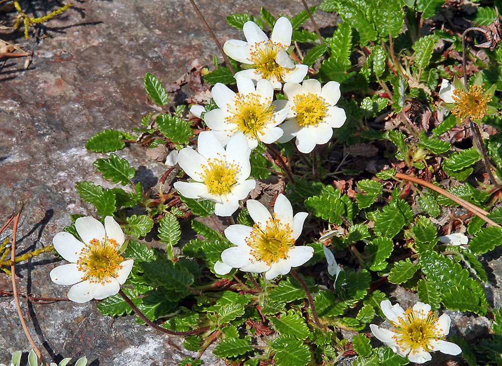 Dryas octopetala - Siberwurz  der als typischer Kalkanzeiger zu den...