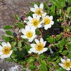 Dryas octopetala - Siberwurz  der als typischer Kalkanzeiger zu den...