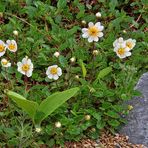 Dryas octopetala - Silberwurz