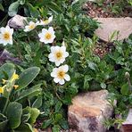 Dryas octopetala - Silberwurz