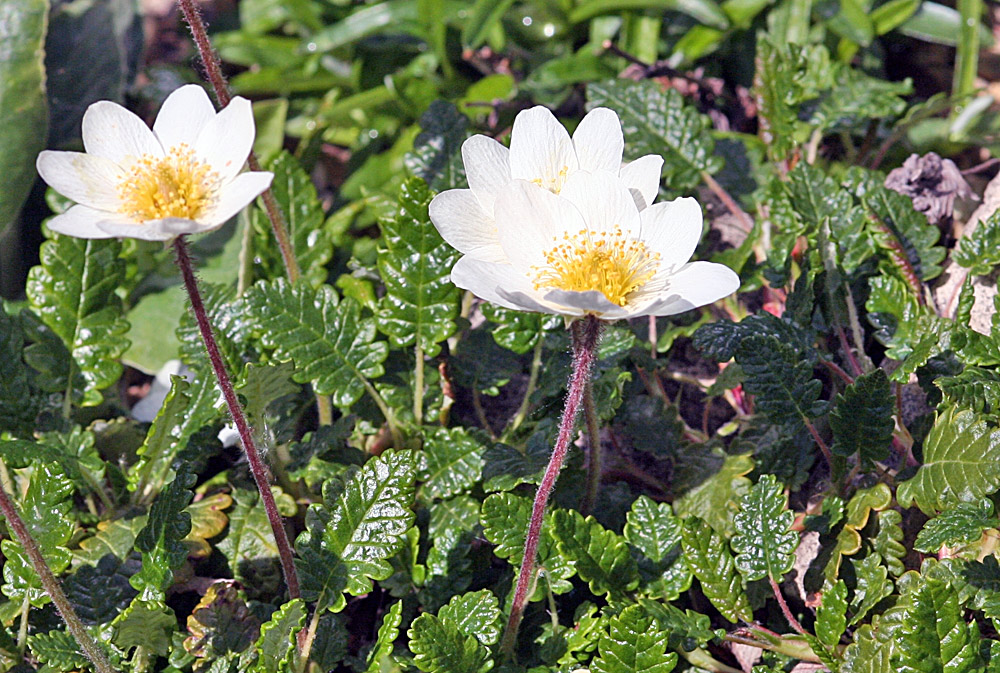 Dryas oktopatala - Silberwurz