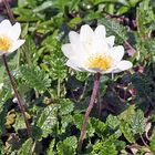 Dryas oktopatala - Silberwurz