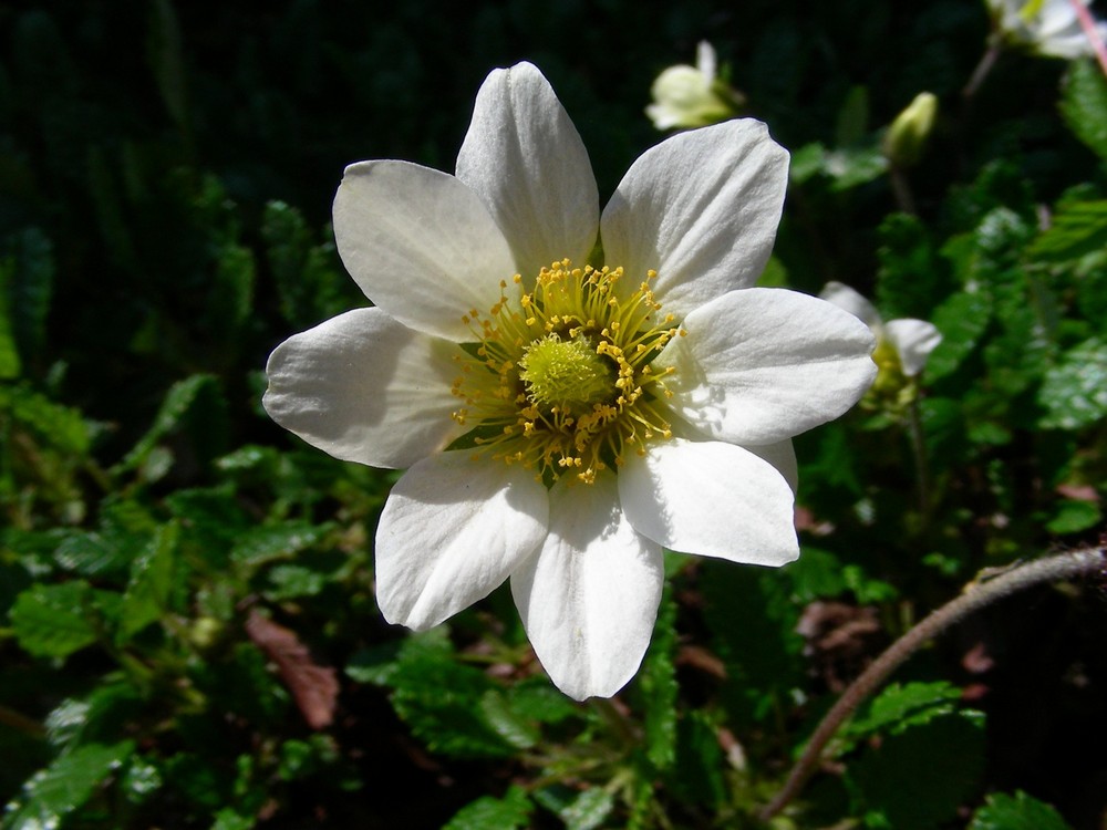 Dryas x suendermannii - Silberwurz