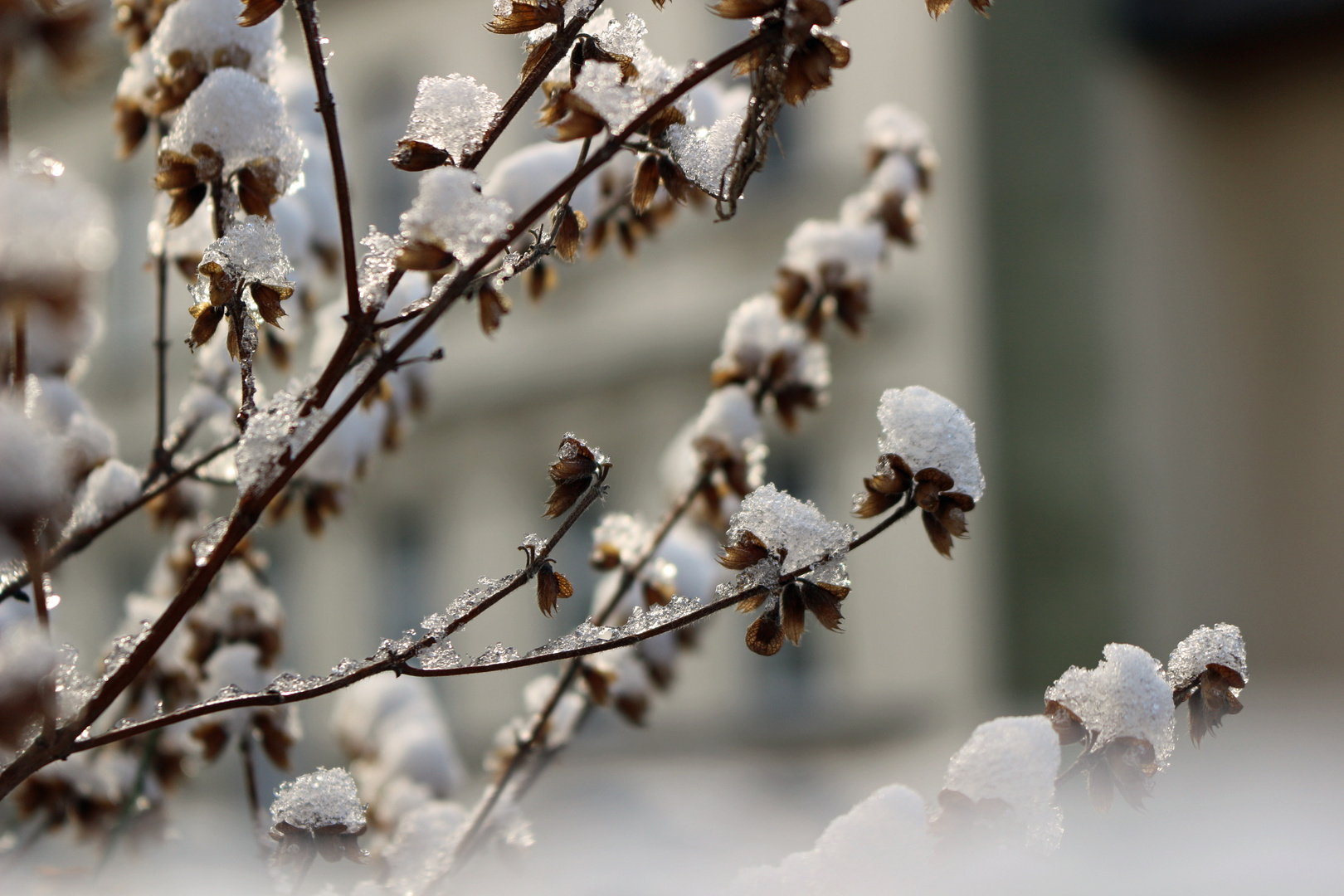 Dryed plant with snow hats