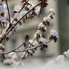 Dryed plant with snow hats