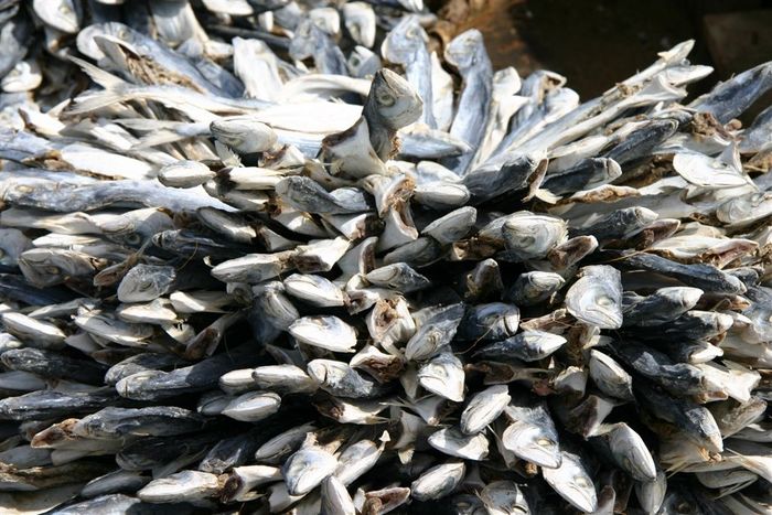 Drying Fish