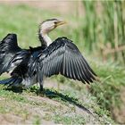 Drying its feathers