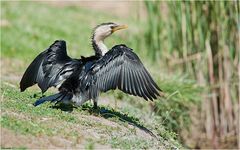 Drying its feathers