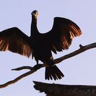 drying-wings-in-the-sun