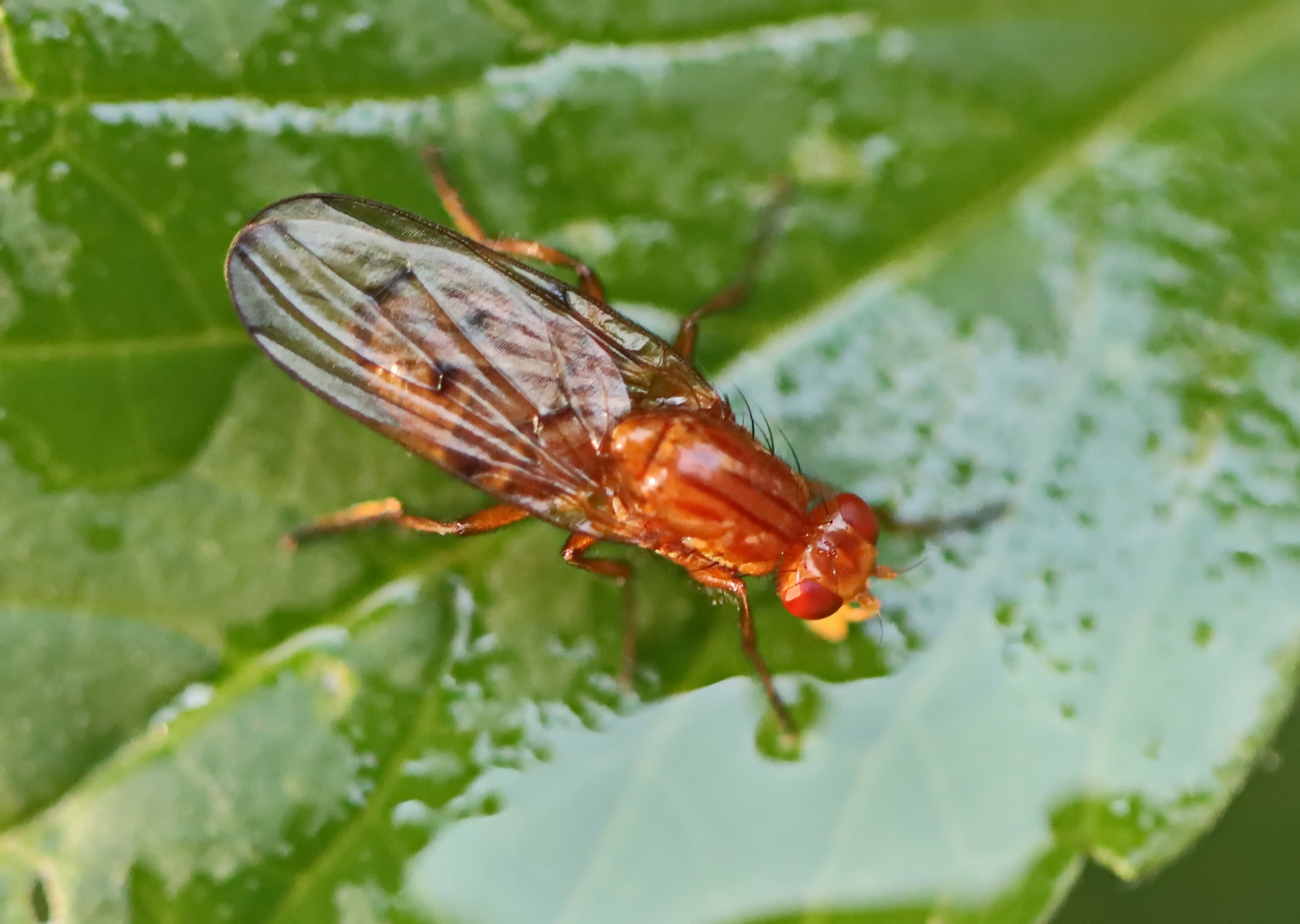 Dryomyza anilis (Baumfliege)