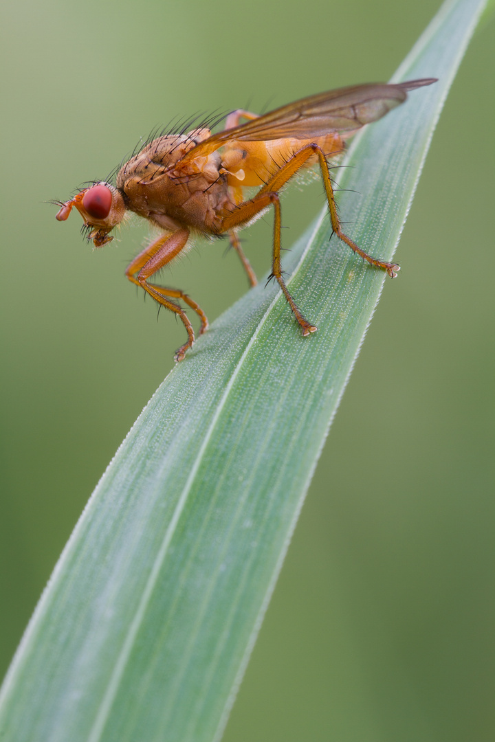 Dryomyza flaveola