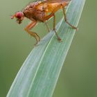 Dryomyza flaveola