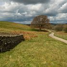 Drywalls and Oak Tree