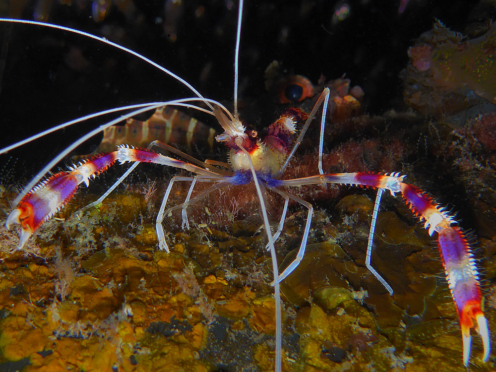 DS 28: Funky Shrimp