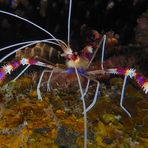 DS 28: Funky Shrimp