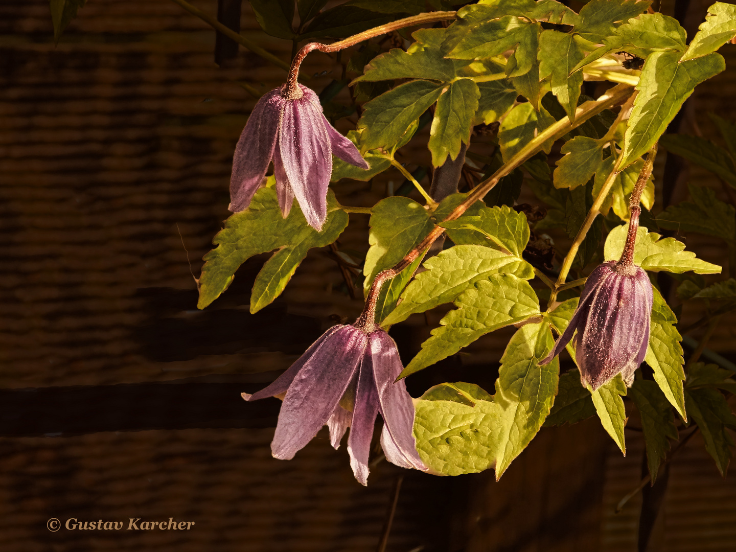 DSC00034 Clematisblüten