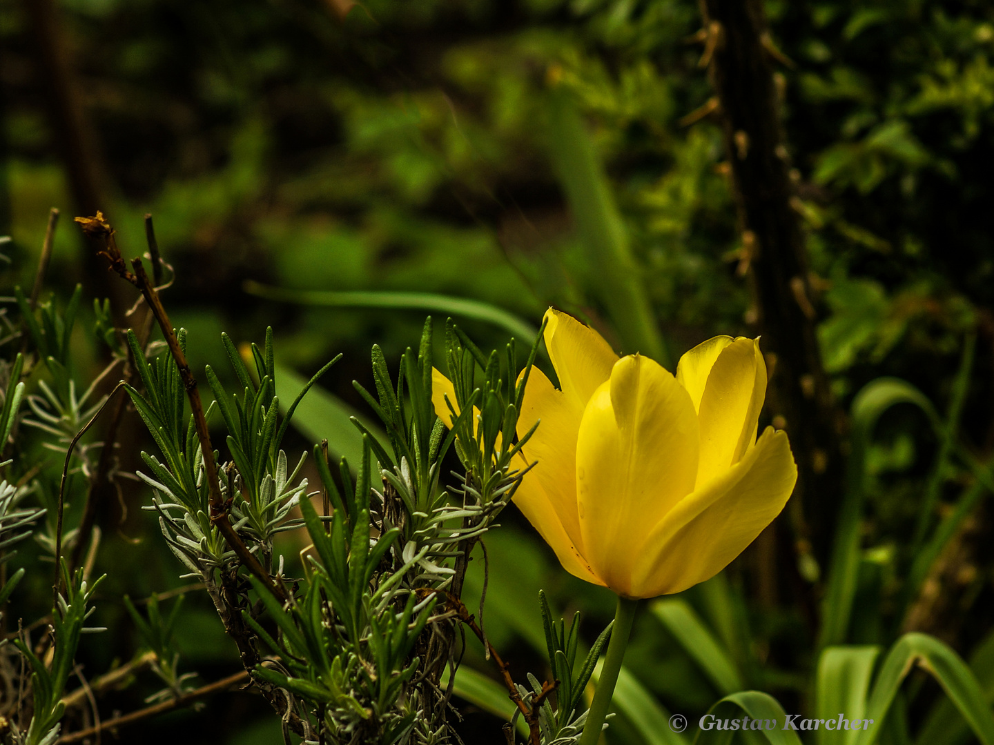 DSC00089 Gelbe Tulpe ''Nebenan'