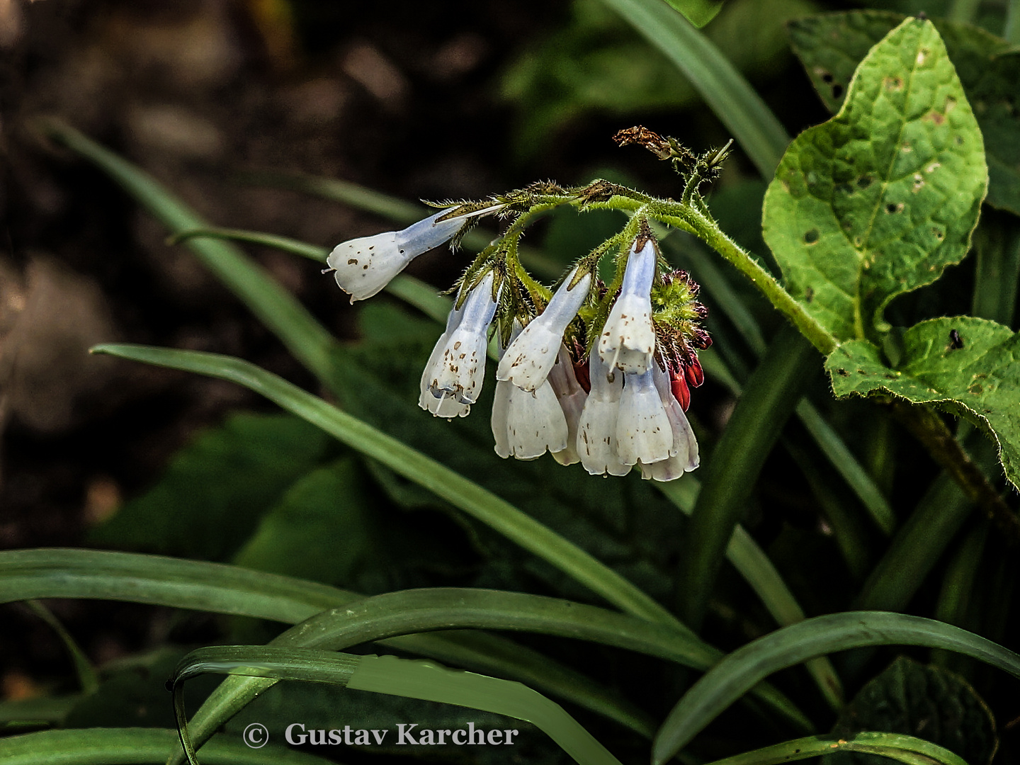 DSC00100 Weiße Blümchen