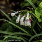 DSC00100 Weiße Blümchen