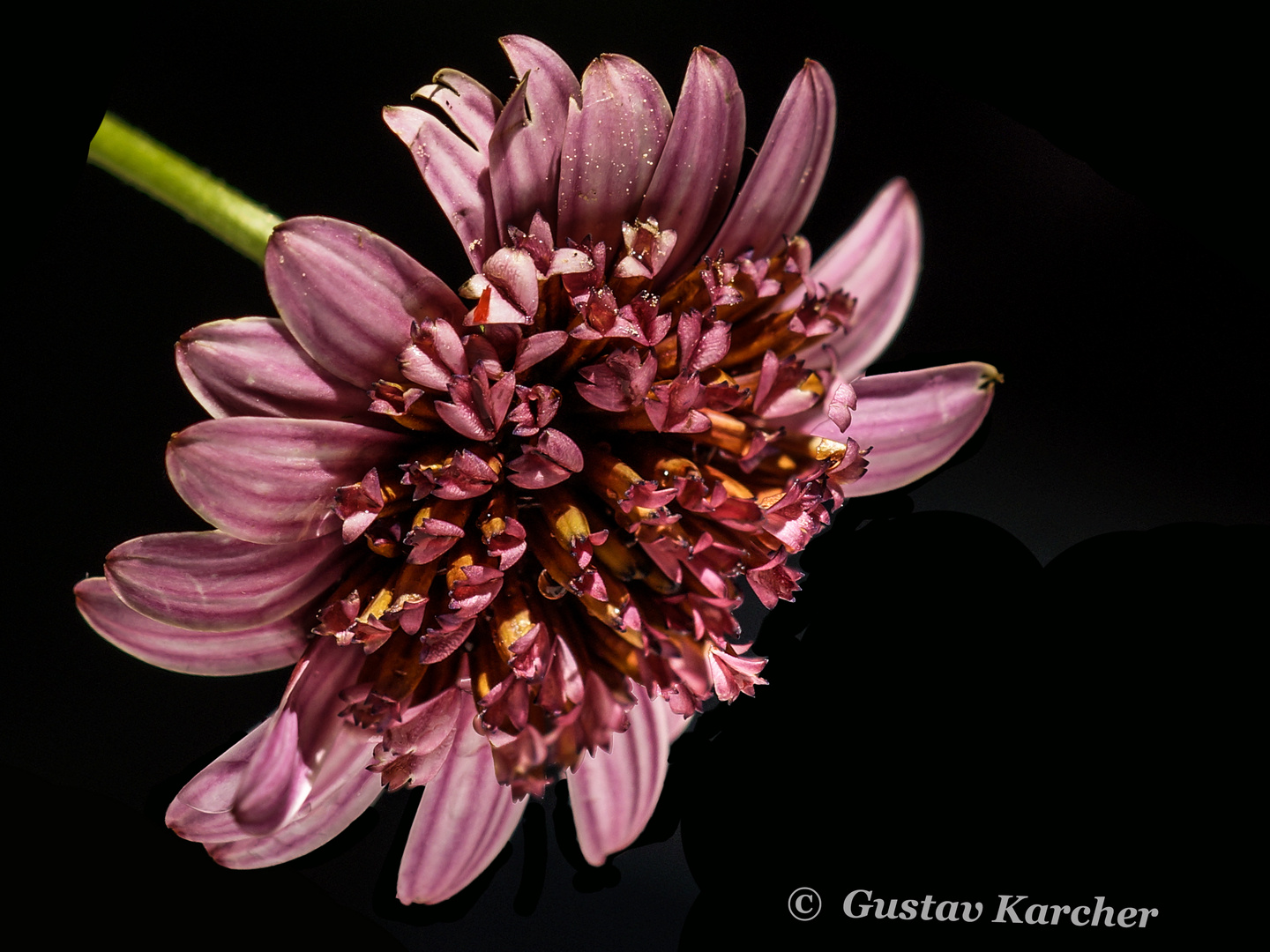 DSC00141 Mittagsblume