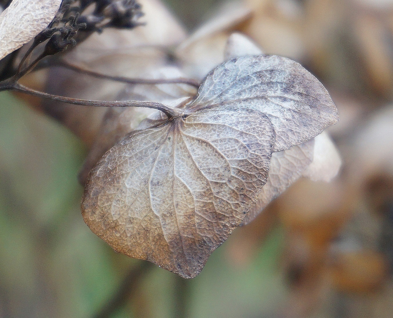 DSC00181_2_Hortensie_Blatt