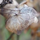 DSC00181_2_Hortensie_Blatt