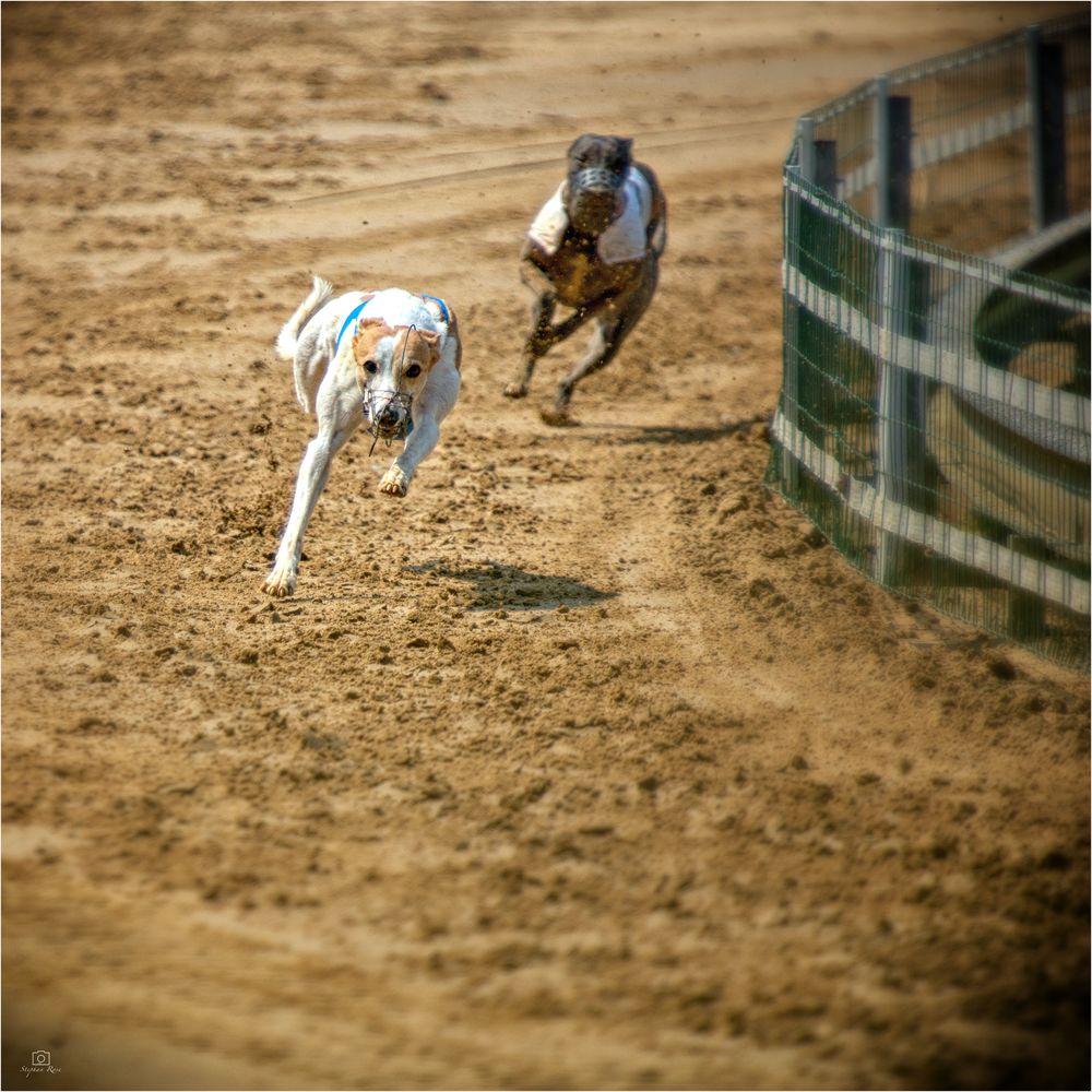 _DSC0020-2_Hunderennen