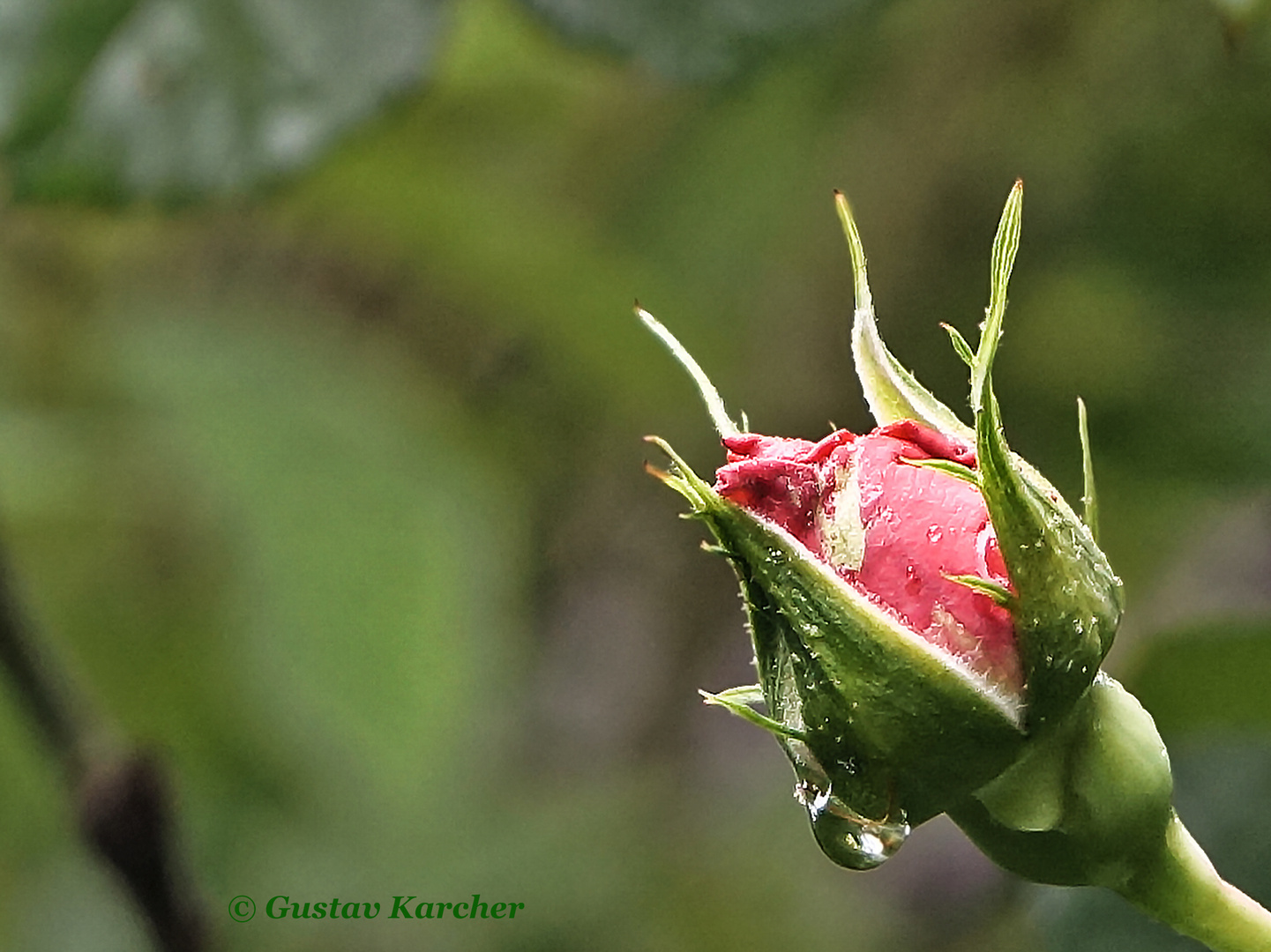 DSC00202 Blütenknospe einer Rose