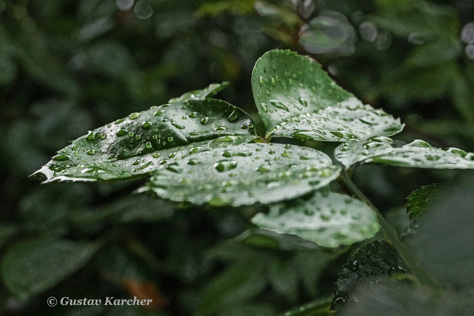 DSC00223 Regennaß