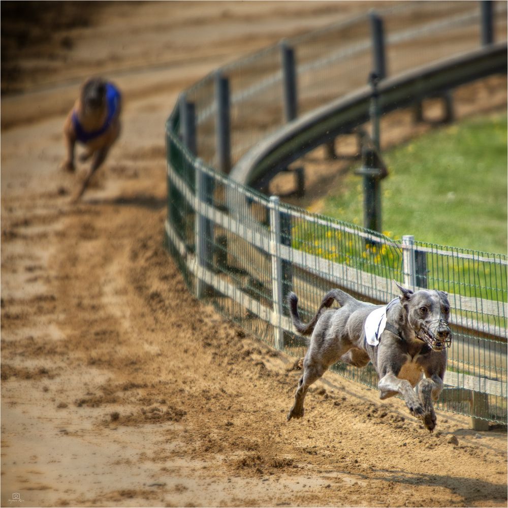 _DSC0039-2_Hunderennen