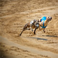 _DSC0044-2_Hunderennen