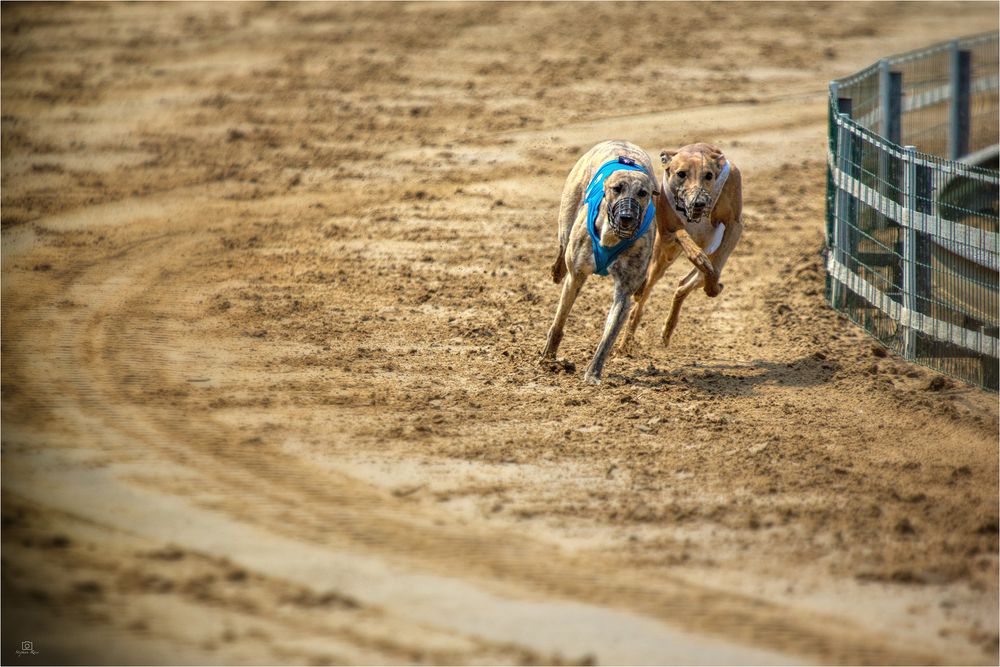 _DSC0066-2_Hunderennen