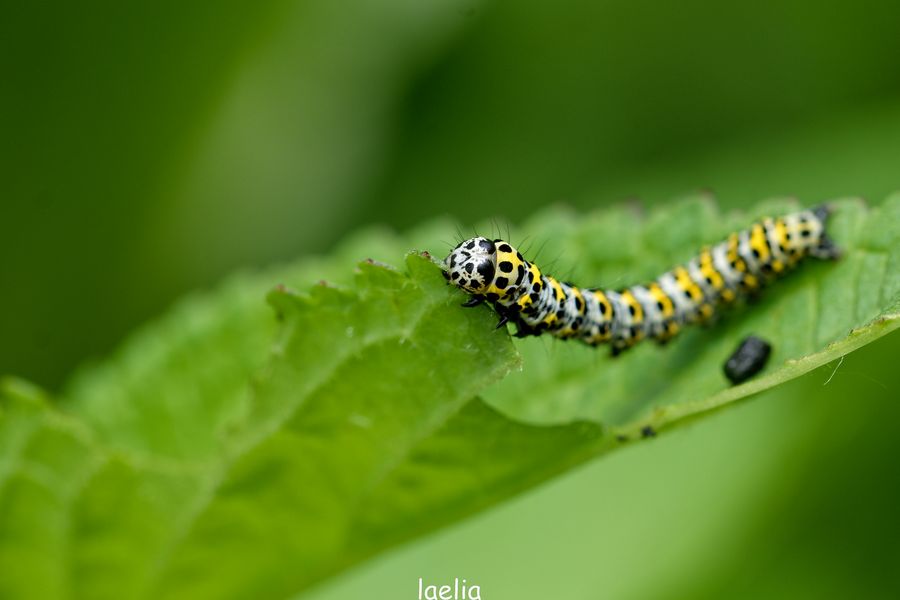 DSC_006cucullie de bouillon blanc espece de lipidoptheres de la famille noctuiadae