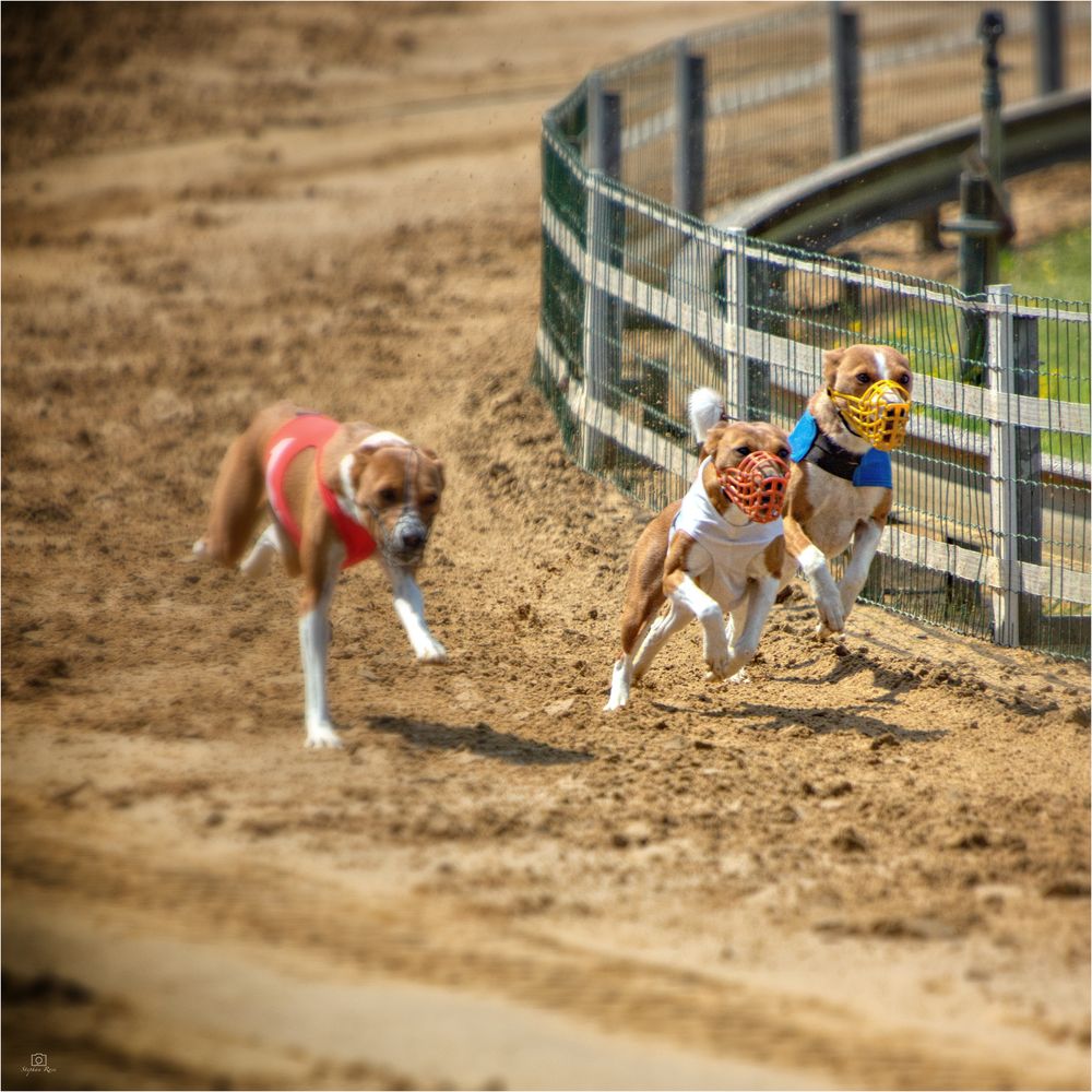 _DSC0072-2_Hunderennen