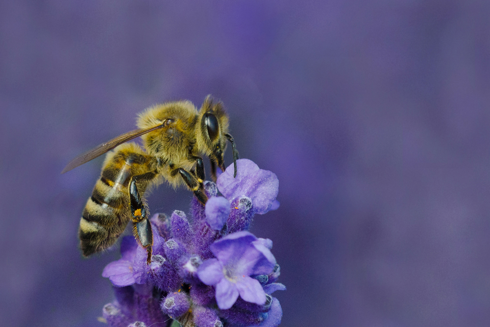 DSC_0075 Biene am Lavendel   