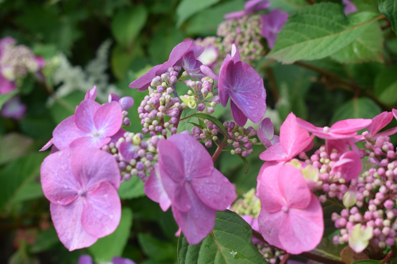 DSC_0076 (2) Hortensie