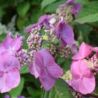 DSC_0076 (2) Hortensie