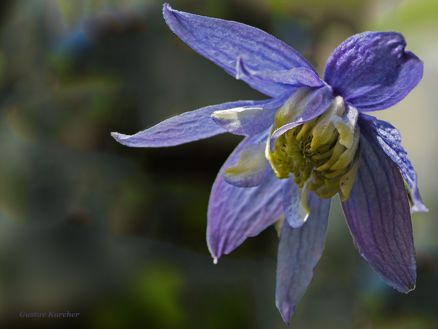 DSC00891 Clematis blau