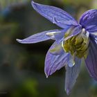 DSC00891 Clematis blau