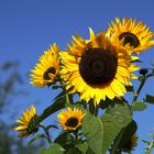 DSC00897 sonnenblumen