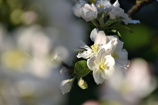 Fruhling Bilder Fotos