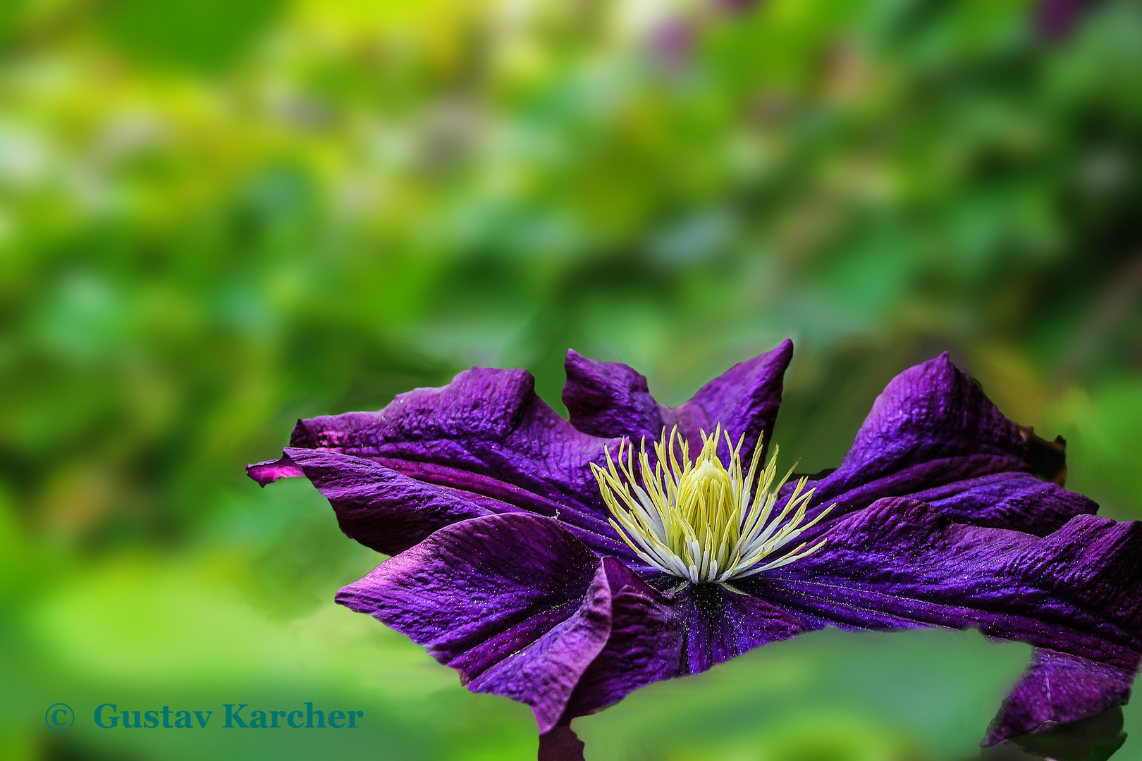 DSC00991 Clematis blau