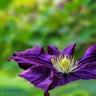 DSC00991 Clematis blau