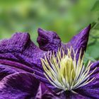 DSC00992, Clematis blau, 02