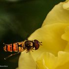 DSC01034 Schwebefliege bei gelber Rose