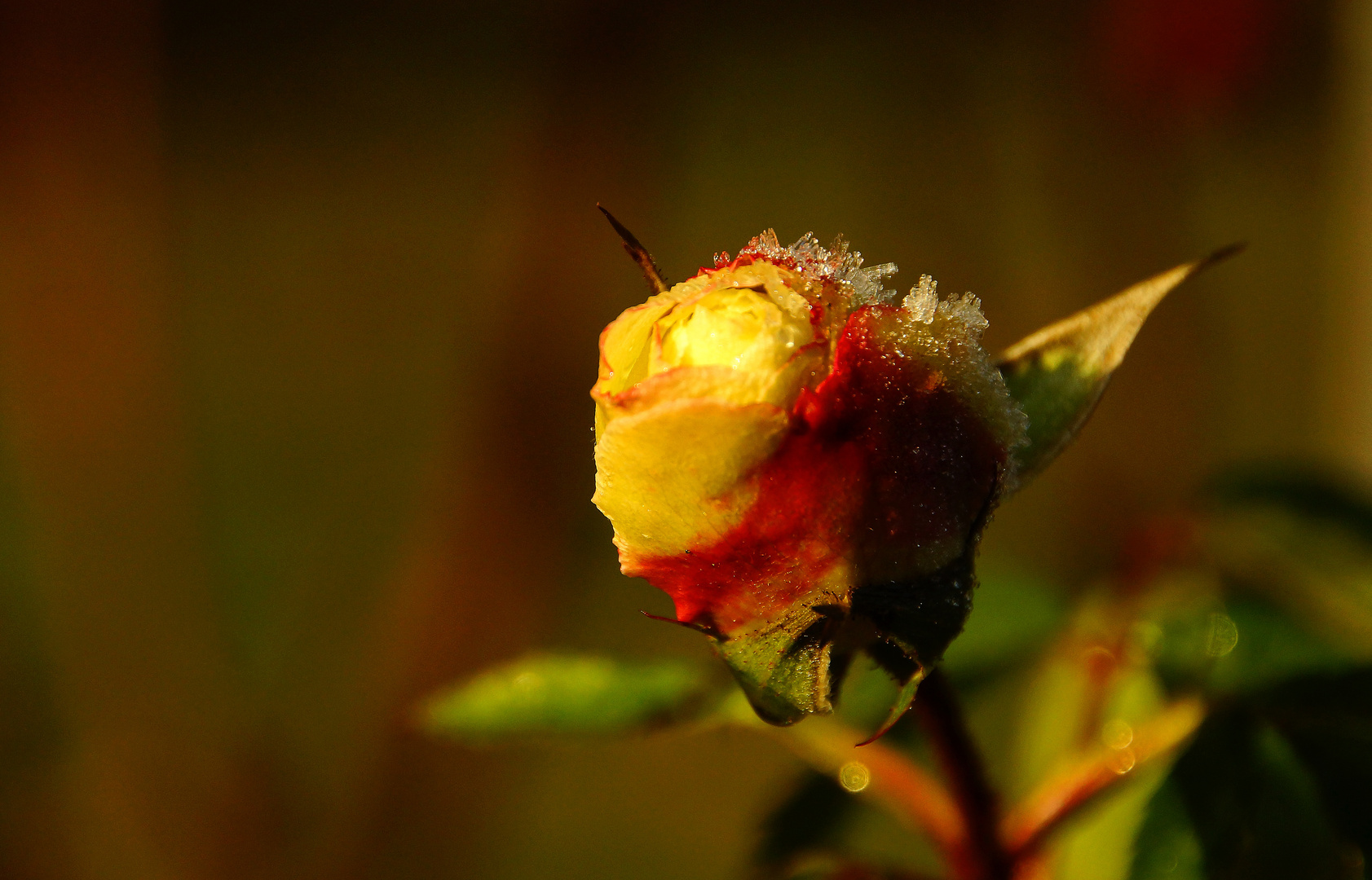 DSC01051-2-web Eisblume...